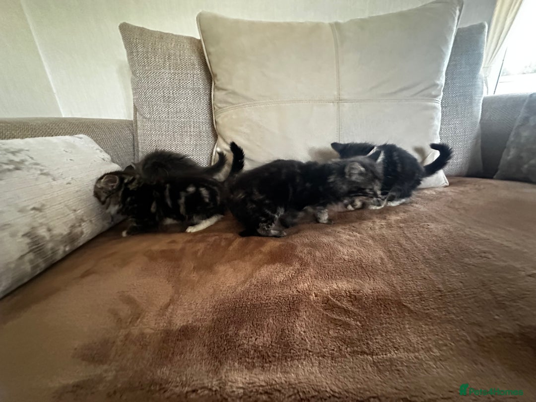 Siberian cats for sale: 5 beautiful miniature kittens  - Advert 15