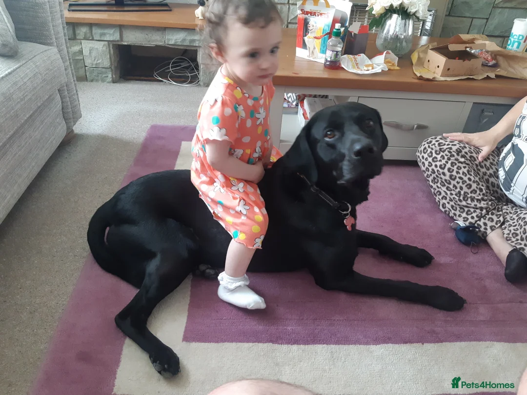 Labrador Retriever dogs for stud: Black Labrador for stud - North West - Proven stud in Saint Helens - Advert 7
