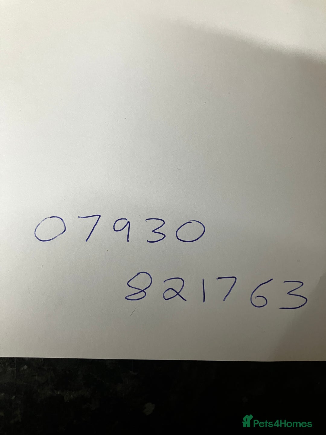 Parakeets birds for sale: parakeet - Advert 7