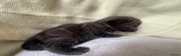 Mixed Breed cats for sale: Mixed Kittens - Some are Bengal Mix  in Brighton - Advert 8