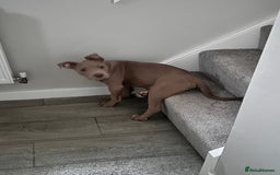 Mixed Breed dogs for sale: Staffy x  - Image 2