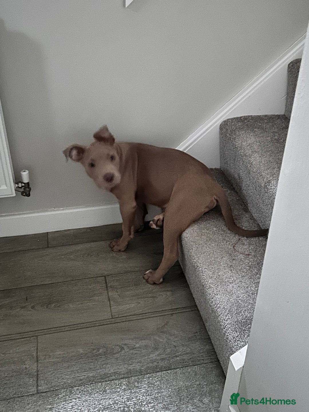 Mixed Breed dogs for sale: Staffy x  - Image 2