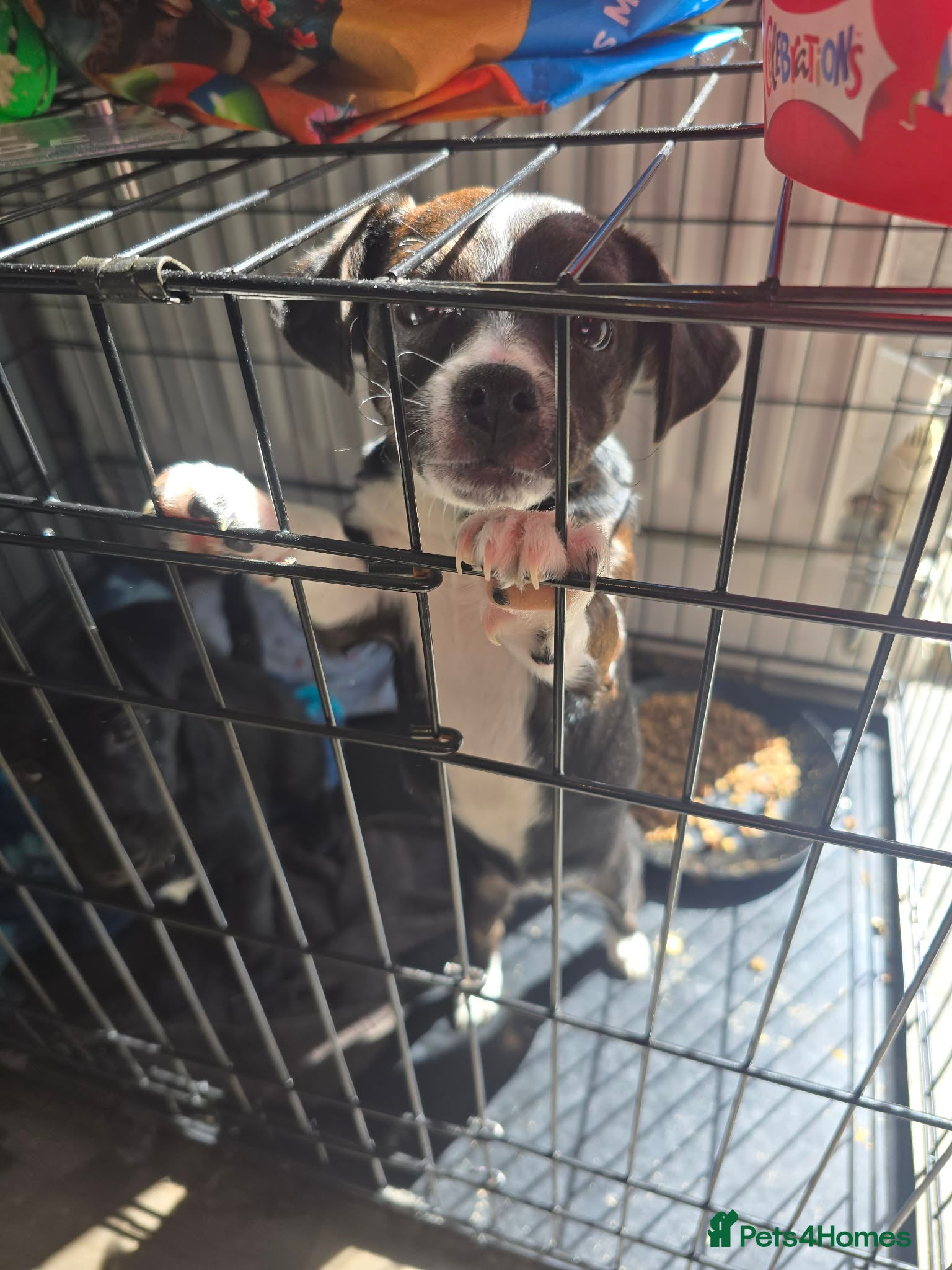 Mixed Breed dogs Male and female jackawaw - Advert 9