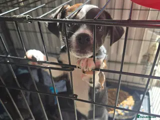 Mixed Breed dogs Male and female jackawaw - Advert 4