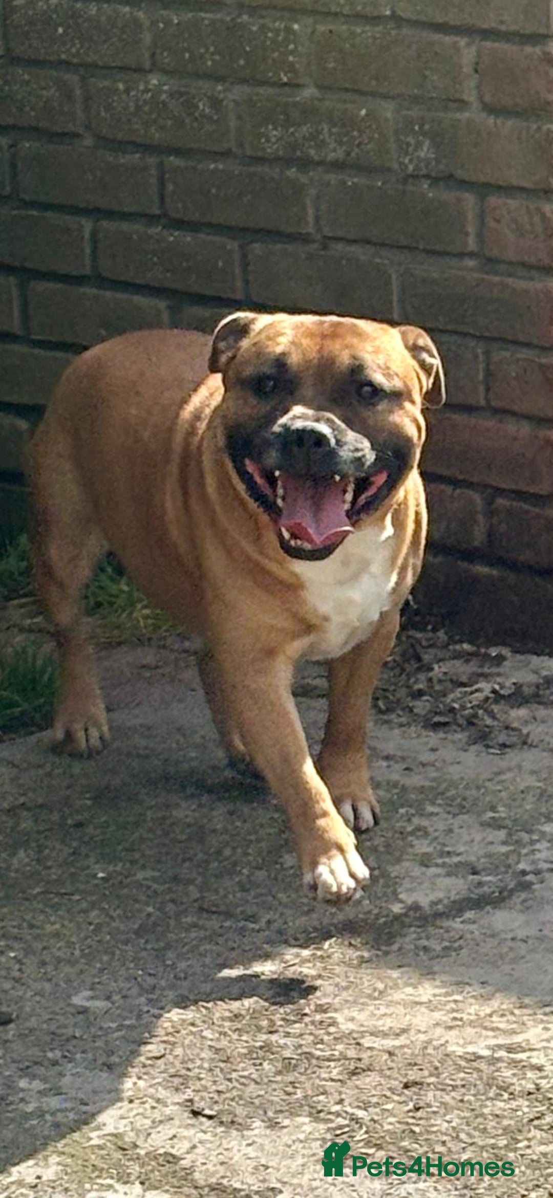 Staffordshire Bull Terrier dogs for stud: Big beautiful Staffordshire Bull Terrier for Stud  - Advert 2