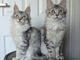 Maine Coon cats Stunning Tica registered Maine coon girls - Advert 16
