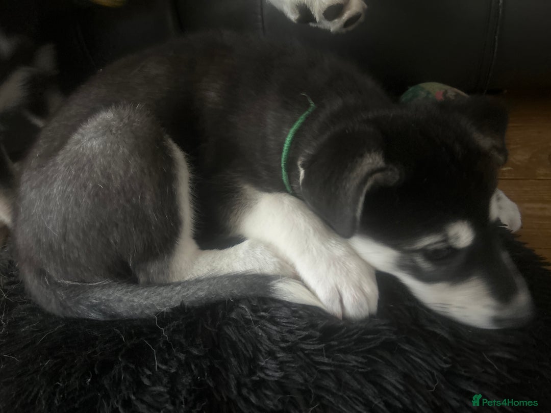 Siberian Husky dogs for sale: Lovely husky puppies, ready for new homes on 25/8 - Image 28