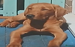 Labrador Retriever dogs for sale: Fox Red lab pup  - Advert 1