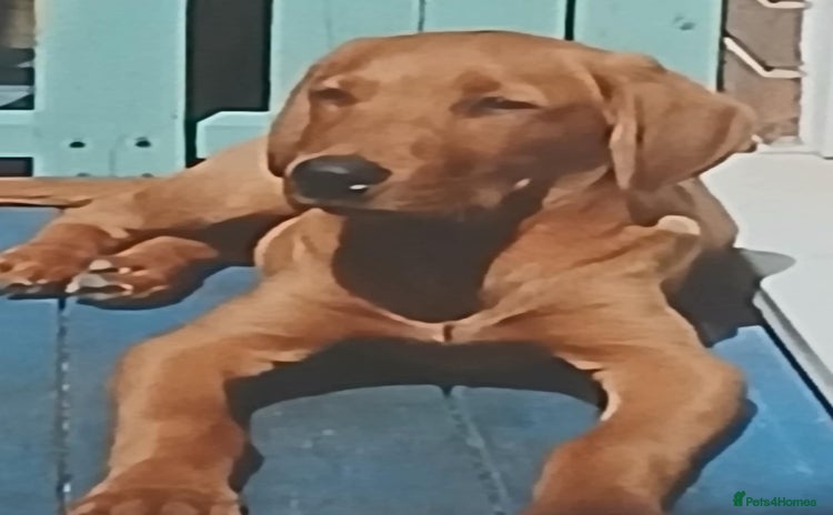 Labrador Retriever dogs Fox Red lab pup  - Advert 1