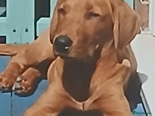 Labrador Retriever dogs Fox Red lab pup - Advert 18