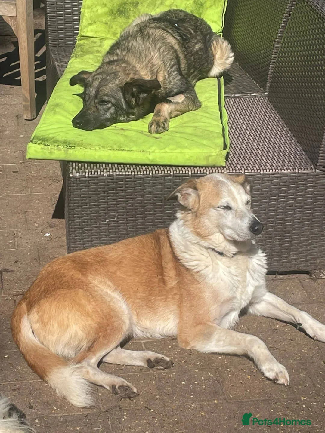 Mixed Breed dogs for adoption: Meet Rosa, currently residing in Guildford  in Guildford - Advert 5