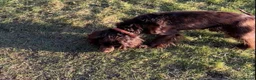 Cocker Spaniel dogs for sale: Cocker spaniel 5 years old  in Farnham - Advert 4