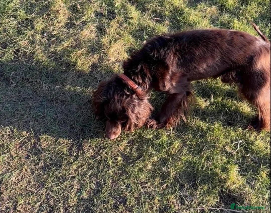 Cocker Spaniel dogs for sale: Cocker spaniel 5 years old  in Farnham - Advert 4