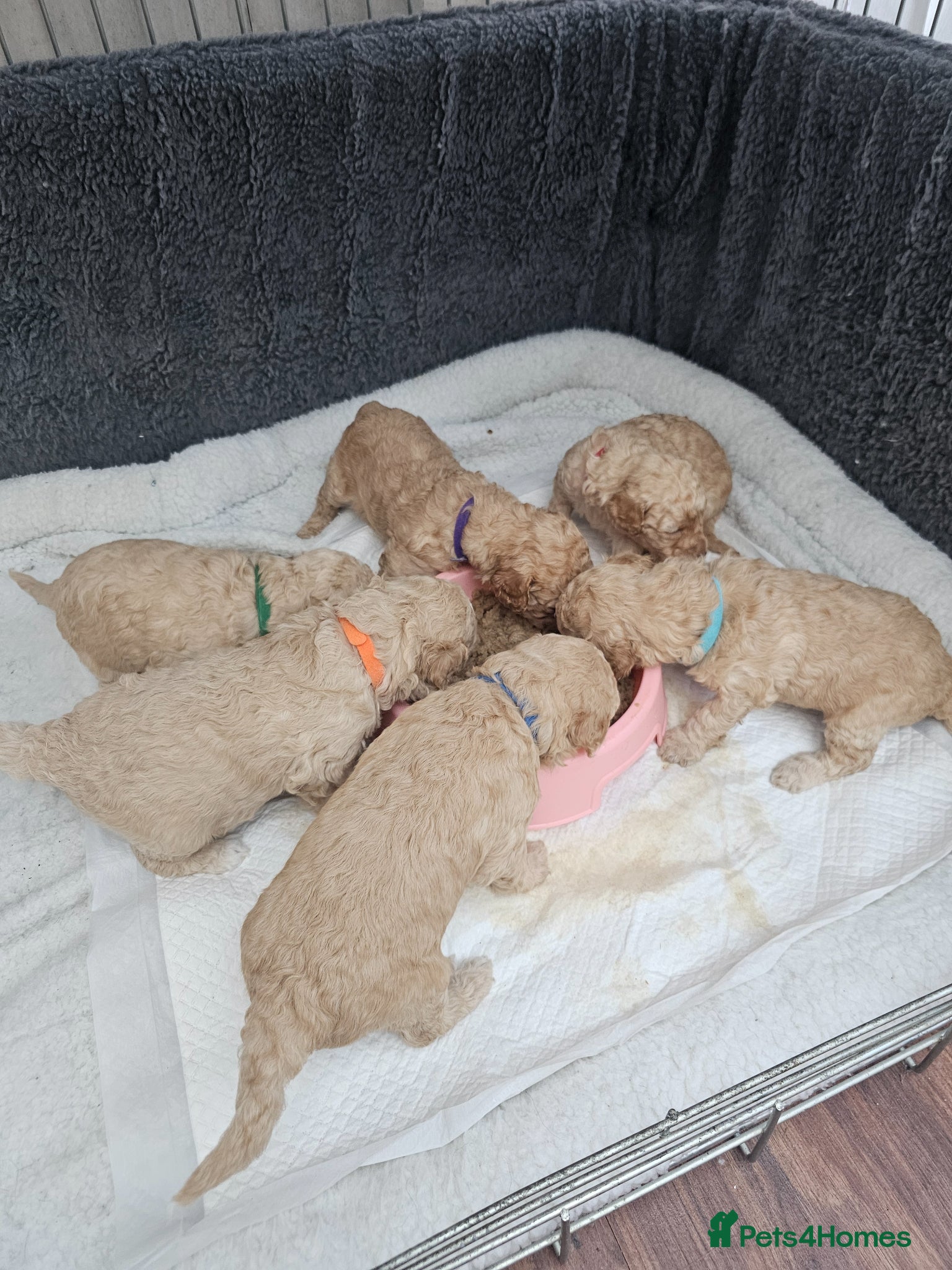 Mini Goldendoodle dogs Multigeneration Miniature Goldendoodle Puppies - Advert 16