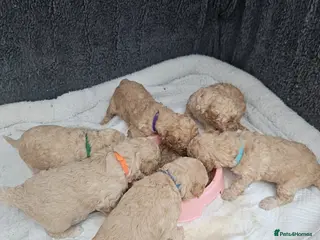 Mini Goldendoodle dogs Multigeneration Miniature Goldendoodle Puppies - Advert 16