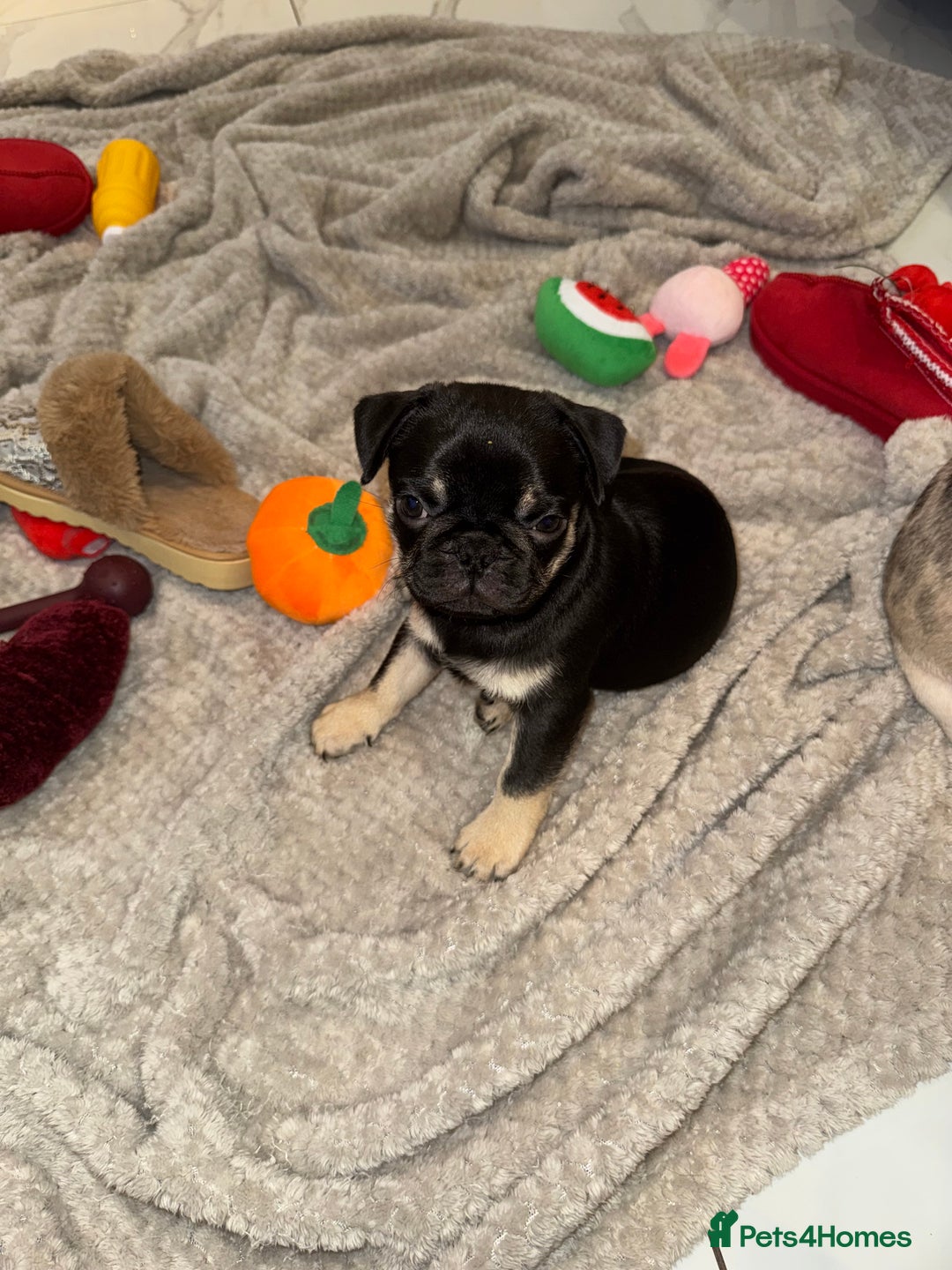 Frug dogs for sale: Pug/Frenchie - Advert 4