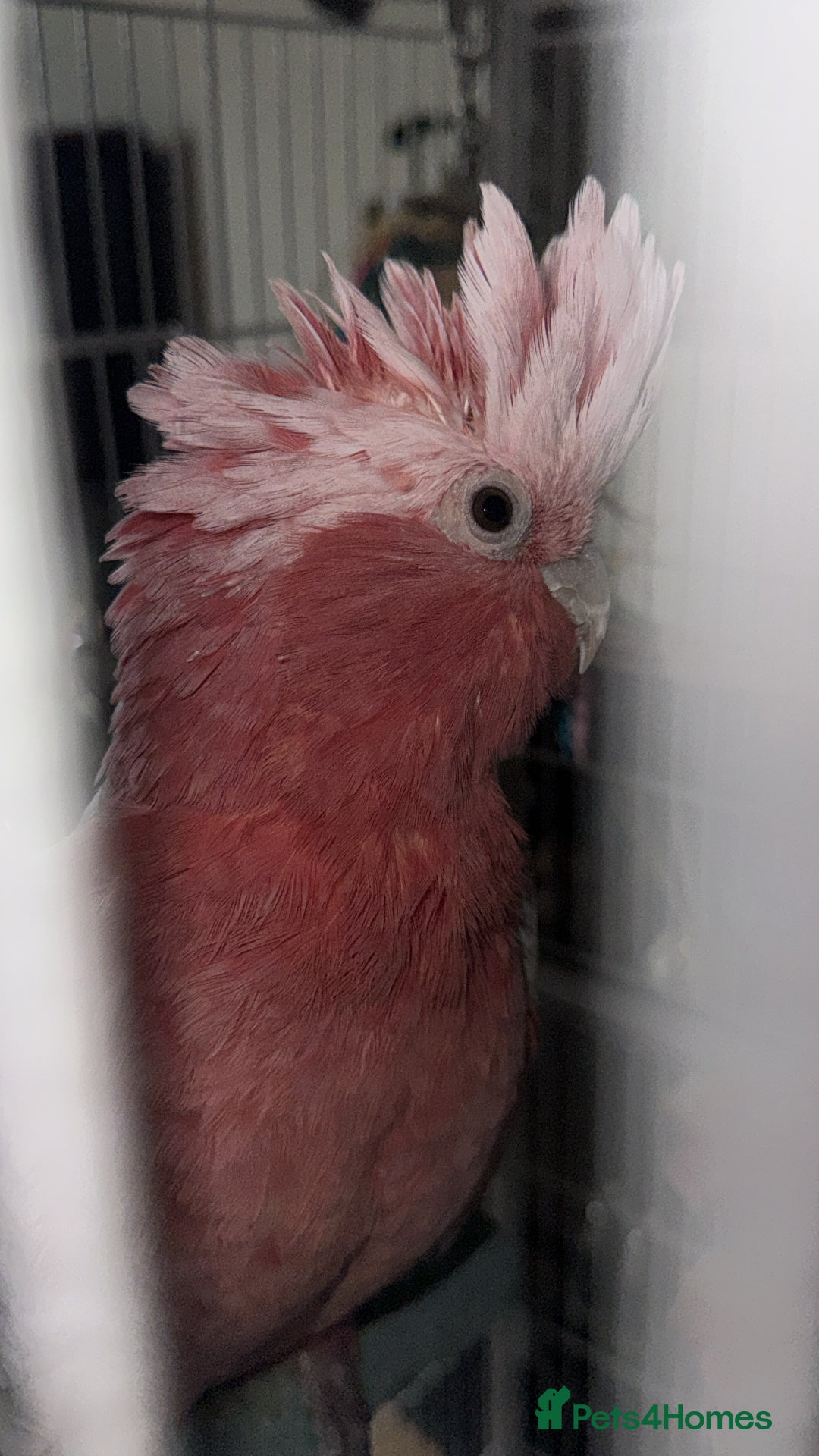 Cockatoo birds for sale: Galah Cockatoo  - Advert 7