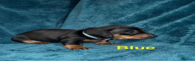 Miniature Dachshund 5