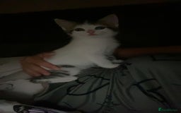 Domestic Shorthair cats for sale: Snowflake  - Image 5