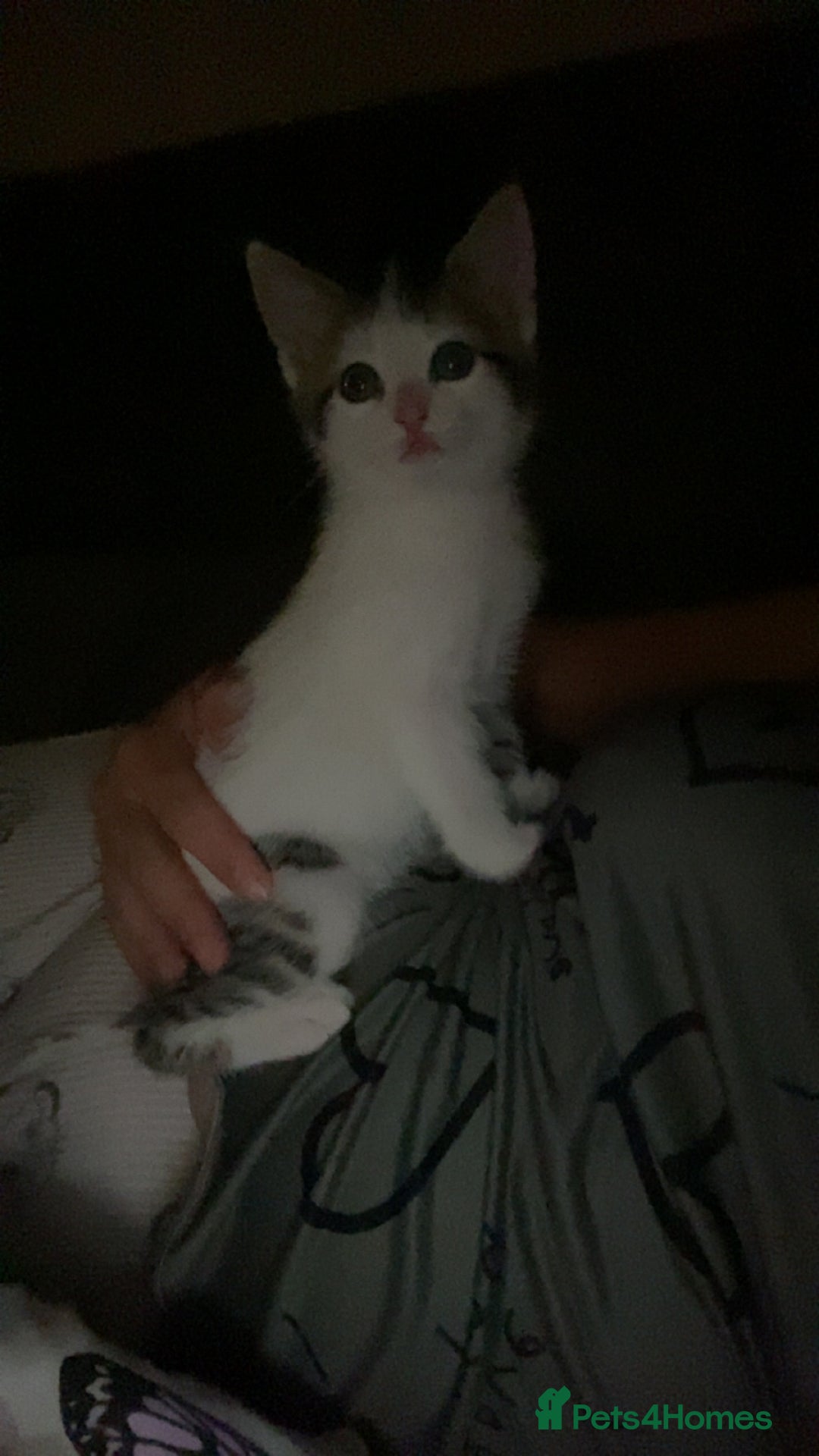 Domestic Shorthair cats for sale: Snowflake  - Image 5