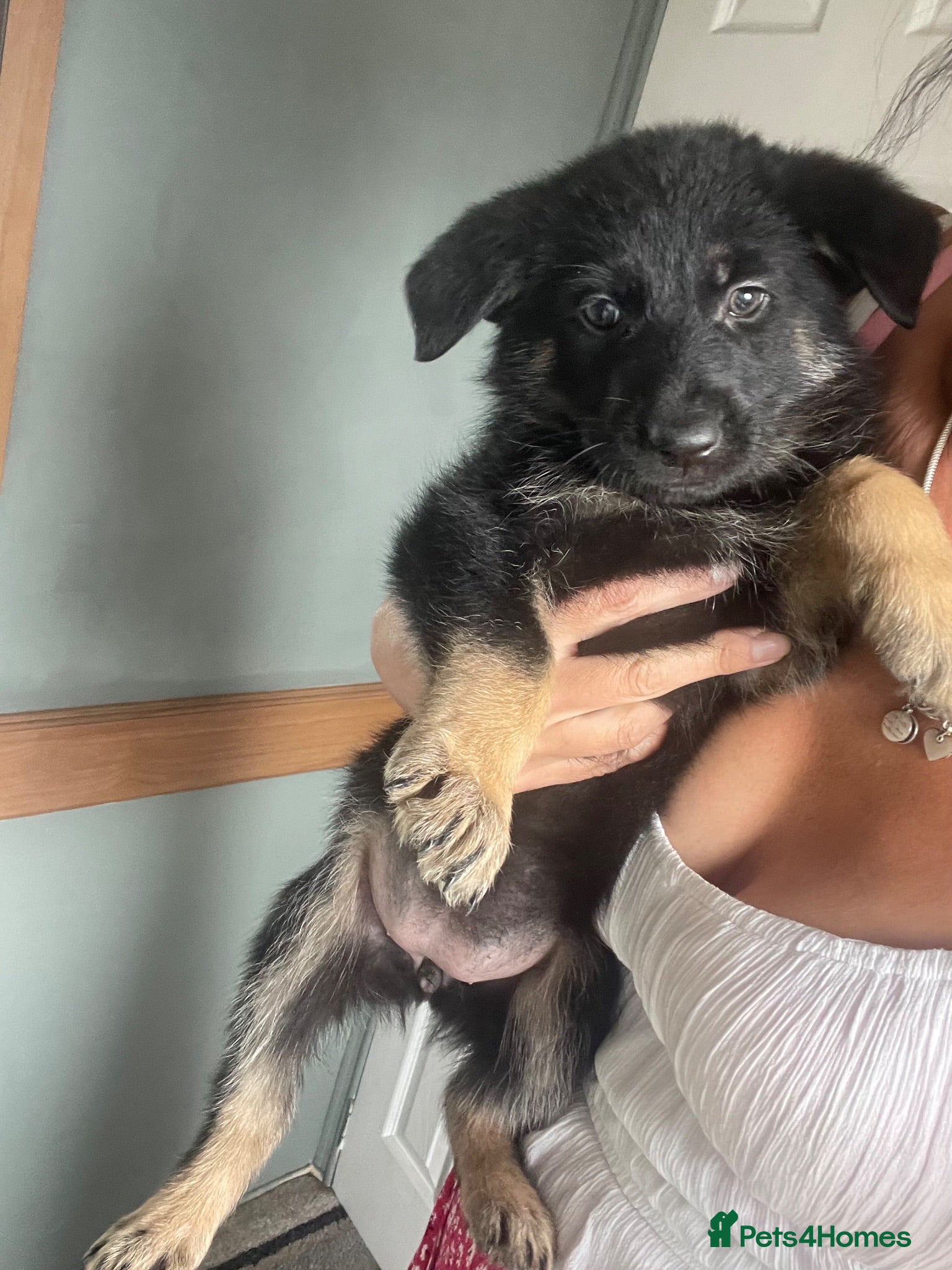 German Shepherd dogs Gorgeous German shepherds 🐶 READY TO LEAVE 💖💙  - Advert 6