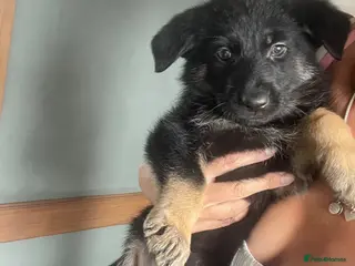 German Shepherd dogs Gorgeous German shepherds 🐶 READY TO LEAVE 💖💙 - Advert 6