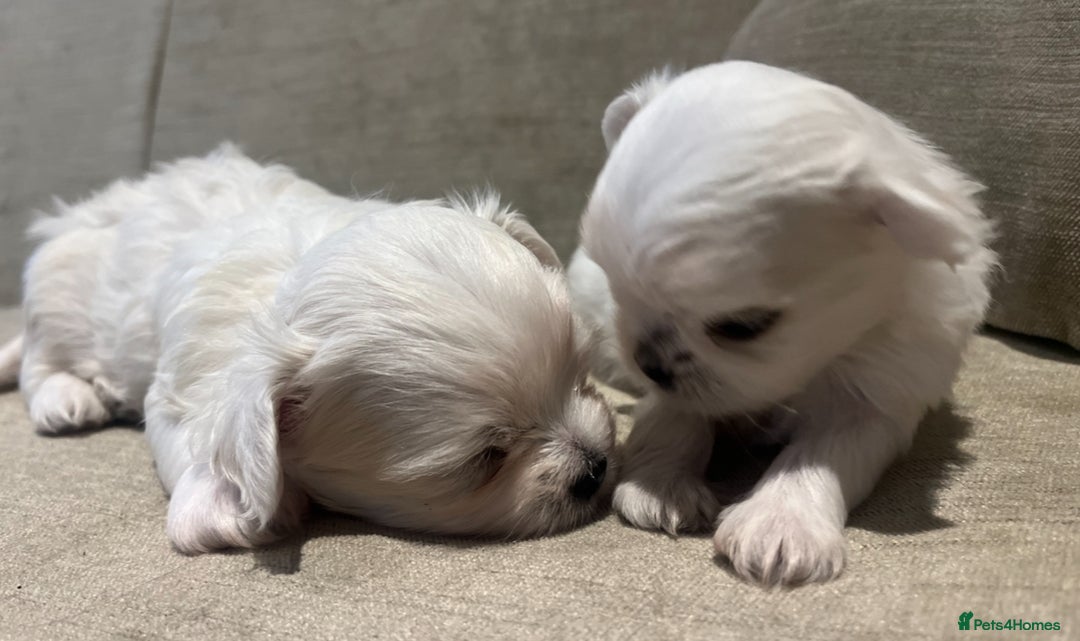 Maltese dogs for sale: Tiny Korean Maltese Boys - Advert 14
