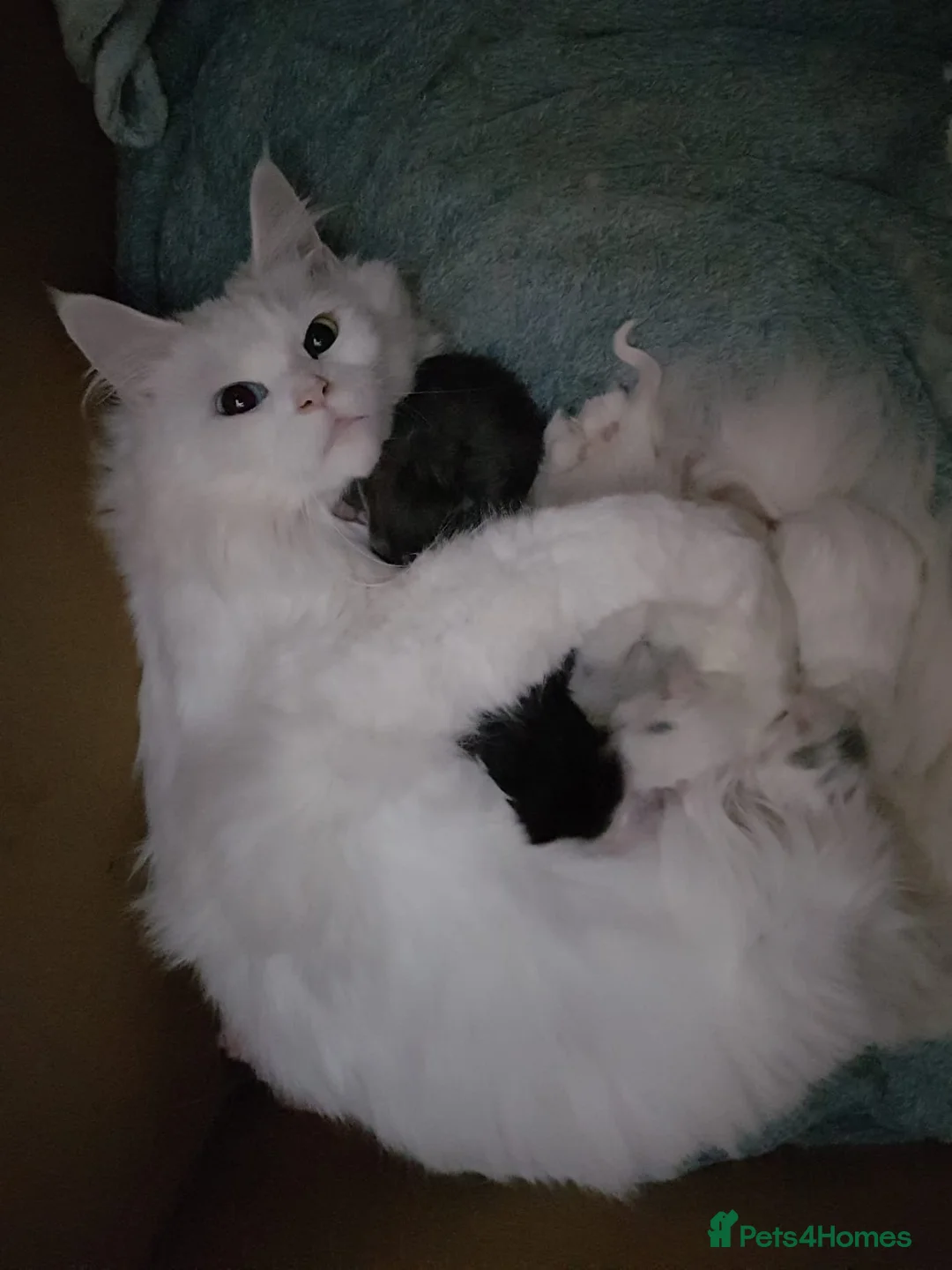 Maine Coon cats for sale: Mischievous Maine Coon kittens.  Ready now. - Advert 2