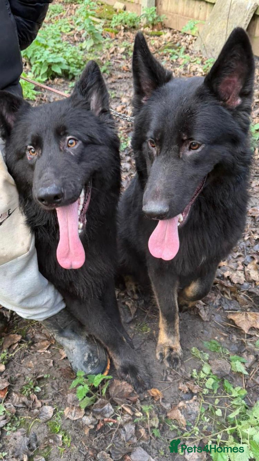 German Shepherd dogs for sale: 2 gorgeous German shepherd brothers  - Advert 1