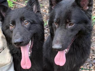 German Shepherd dogs 2 gorgeous German shepherd brothers - Advert 10