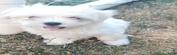 Maltese dogs for sale: Beautiful cuties - Advert 12