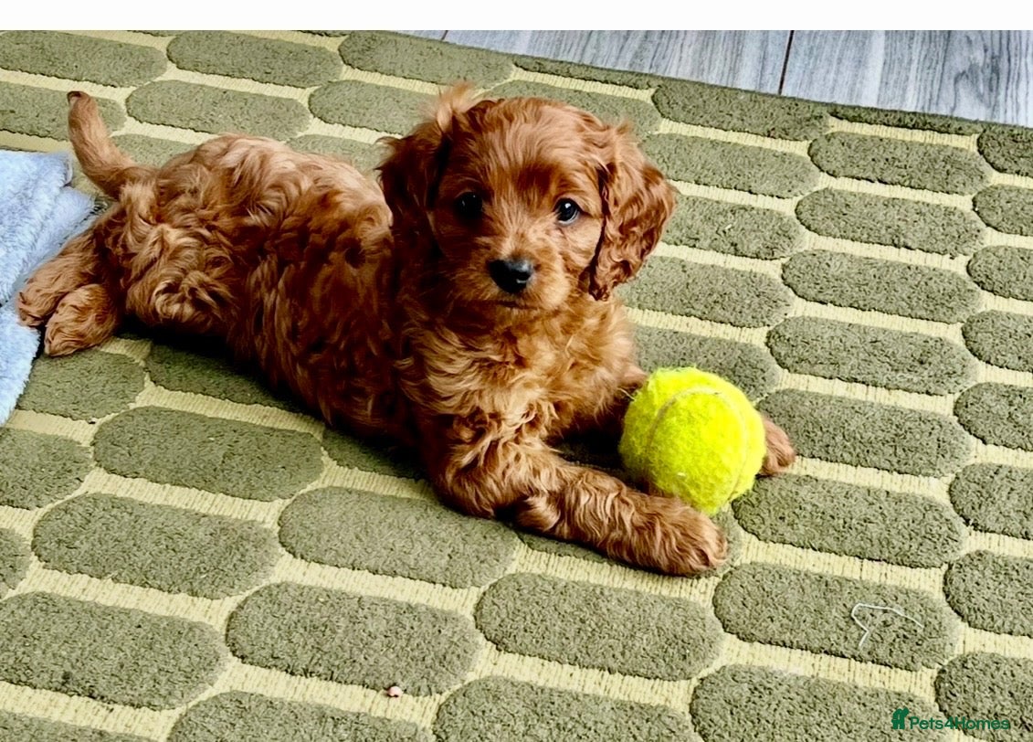Cavapoo dogs Beautiful Red Cavapoo Puppies  - Advert 13