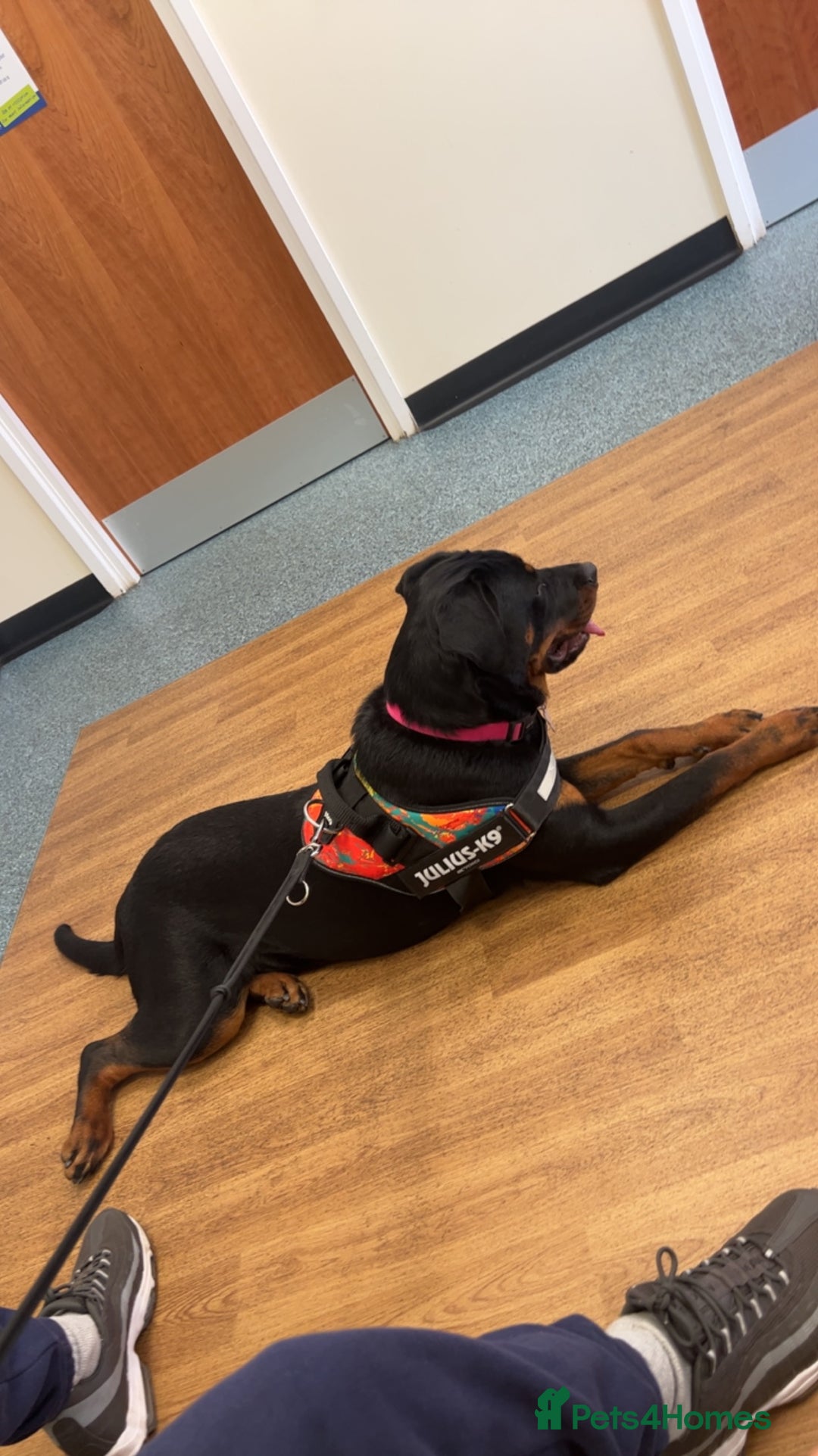 Rottweiler dogs for sale: 3 year old Rottweiler Female - Image 5