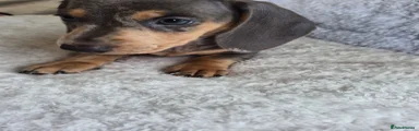 Miniature Dachshund 3