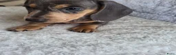 Miniature Dachshund dogs for sale: Miniature Dachshund puppies  in Barnsley - Advert 14