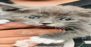 Mixed Breed cats - Advert 6