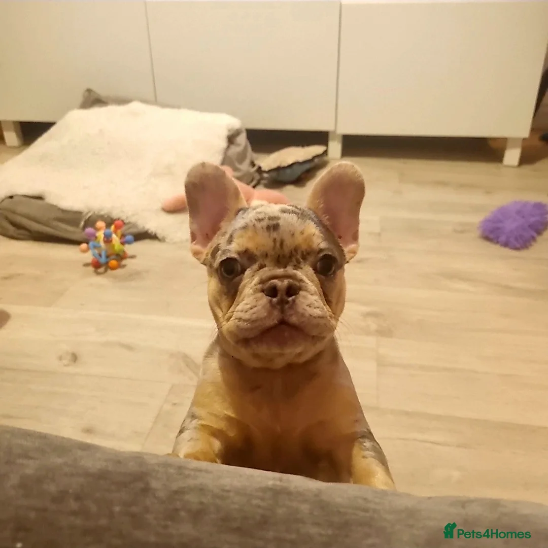 French Bulldog dogs for sale: Health tested French Bulldog puppy - Advert 2