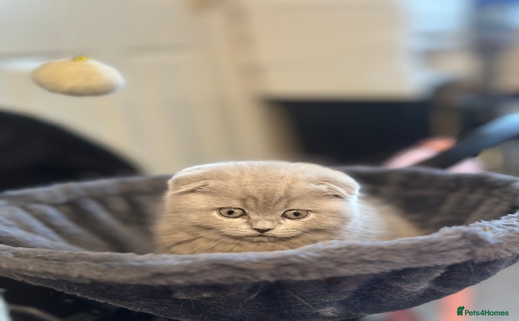 Scottish Fold cats - Advert 3