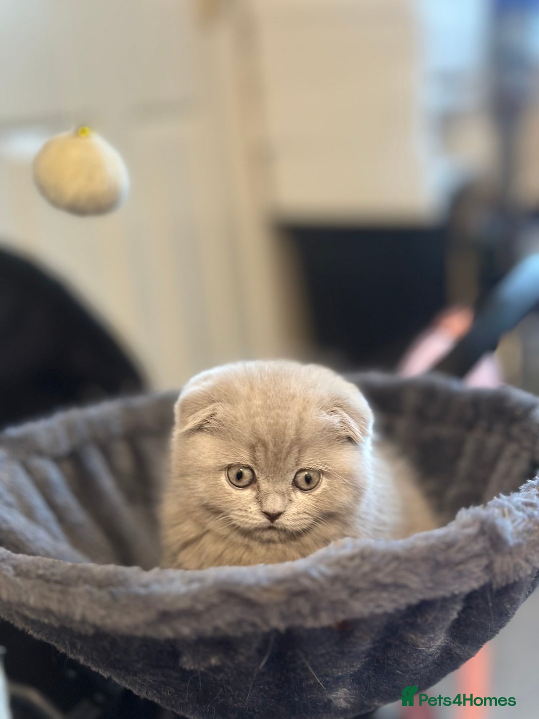 Scottish Fold cats for sale: Gorgeous Scottish kittens available  - Image 1