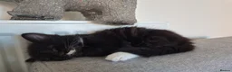 Mixed Breed cats for sale: Kittens - Advert 3