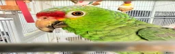 Parrots birds for sale: Red Lored Amazon Parrot in Bridgnorth - Advert 4