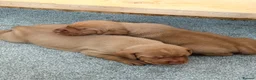 Hungarian Vizsla dogs for sale: Short haired Hungarian Viszla - Advert 7