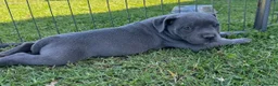 Staffordshire Bull Terrier dogs for sale: Solid pure Staffy's blue to quickly take home - Advert 2
