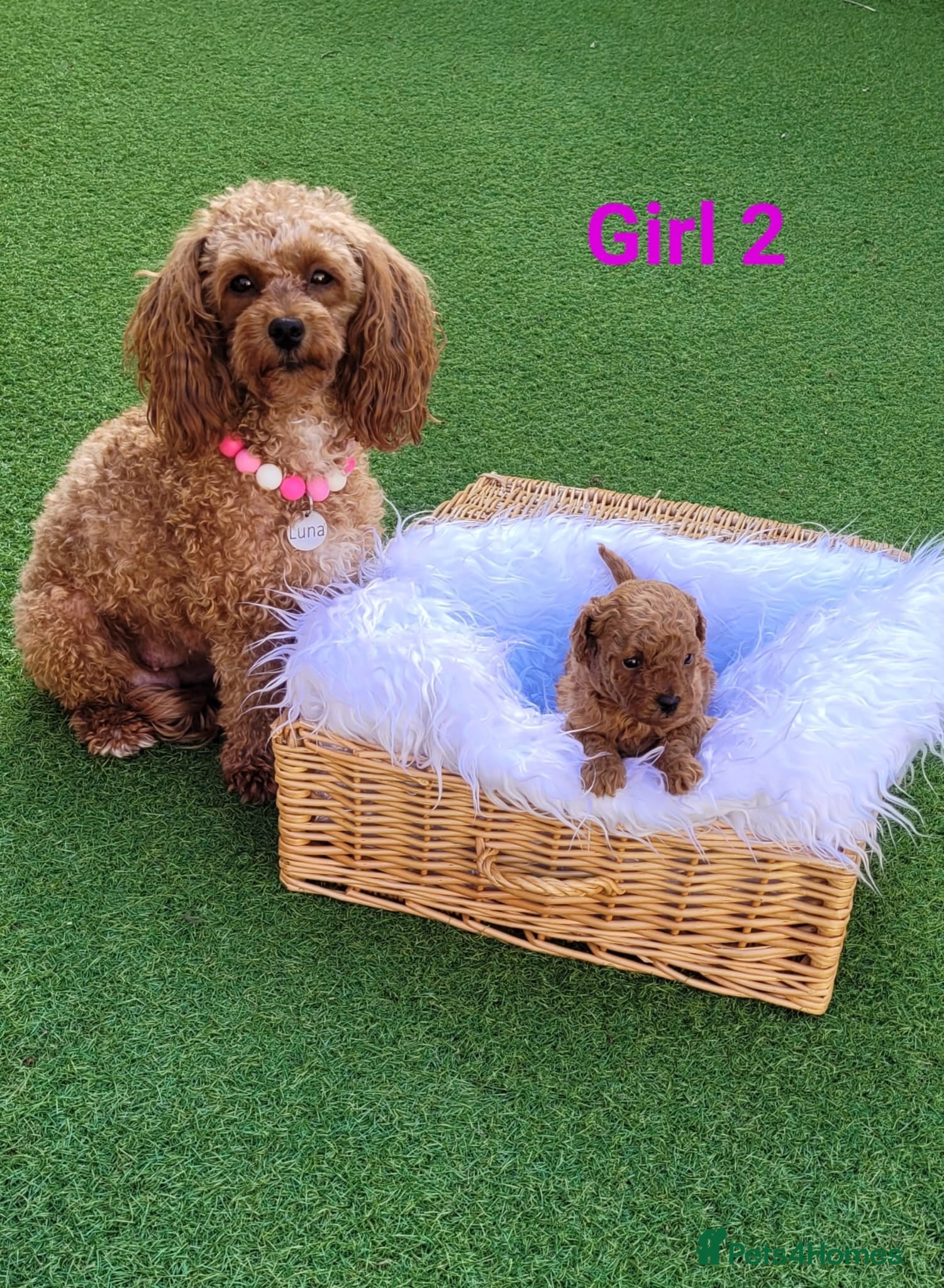 Toy Poodle dogs Toy poodle Puppies- 2 girls left - Advert 2