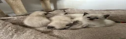 Siamese cats for sale: 4 Beautiful female siamese kittens available - Advert 4