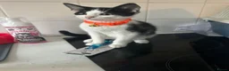 Mixed Breed cats for sale: Tuxedo kitten  - Advert 5