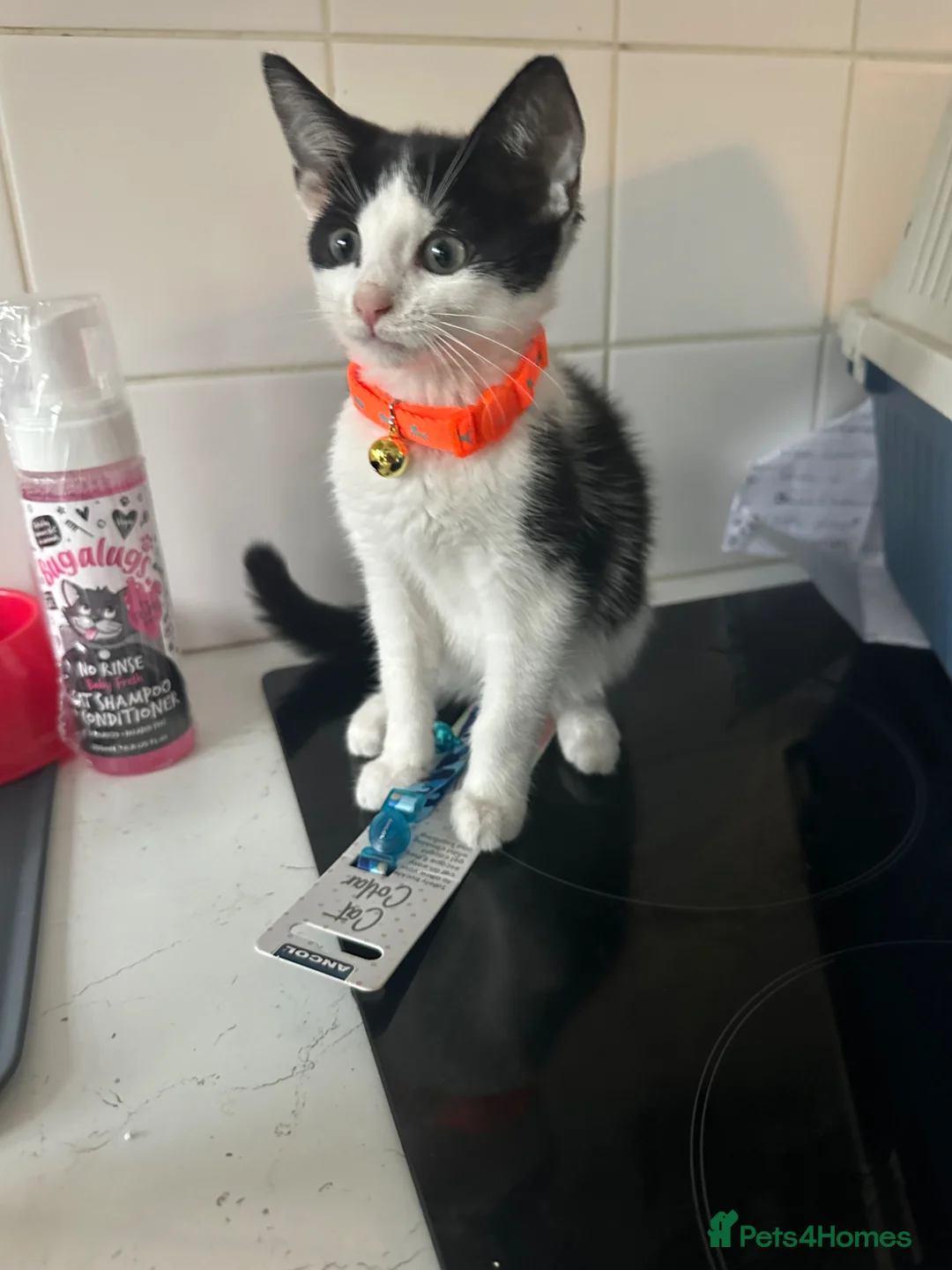 Mixed Breed cats for sale: Tuxedo kitten  - Advert 5