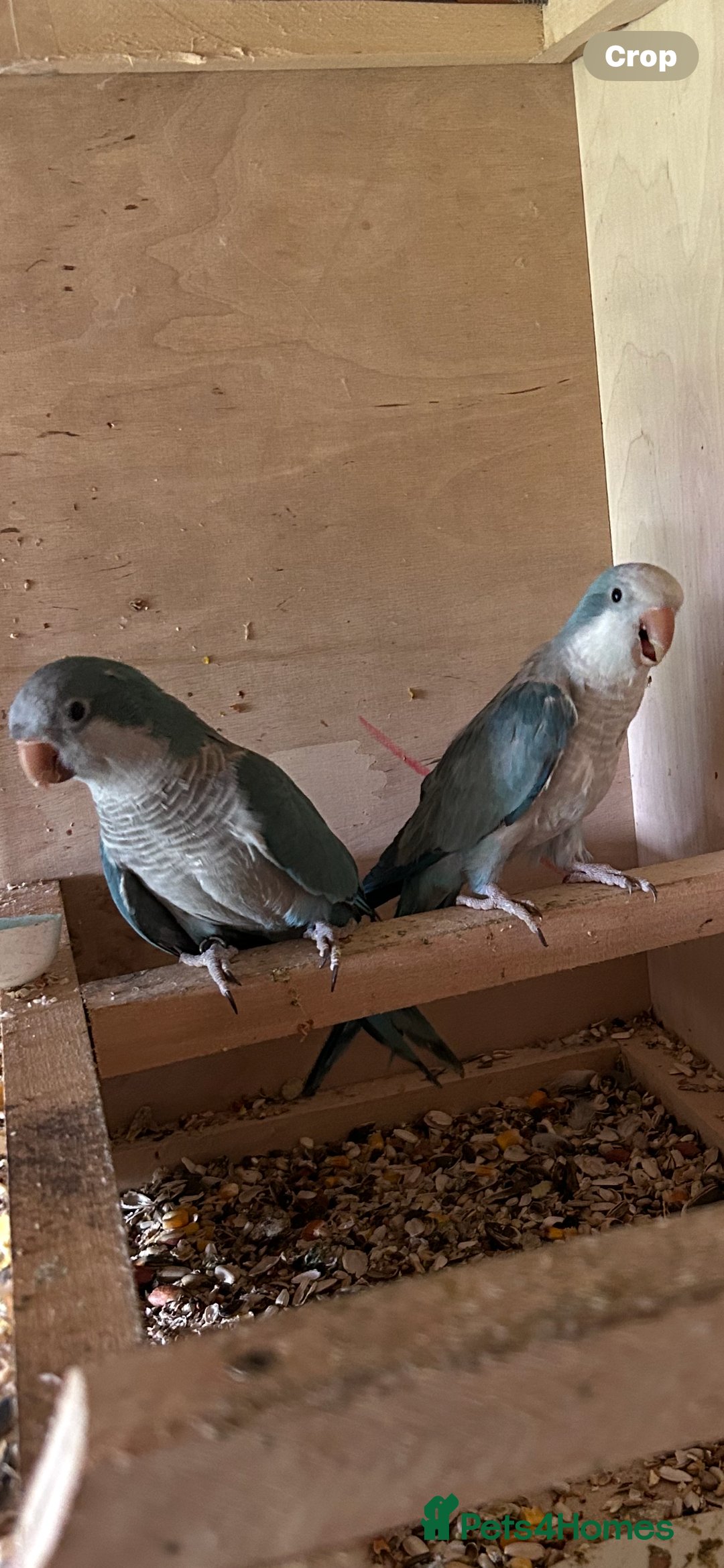 Ringnecks birds for sale: Ringnick proven breeding pairs  - Advert 8