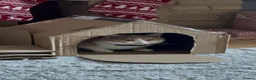 Mixed Breed cats for sale: 3yr old Ginger & White M in need of a loving home in Chatteris - Advert 4