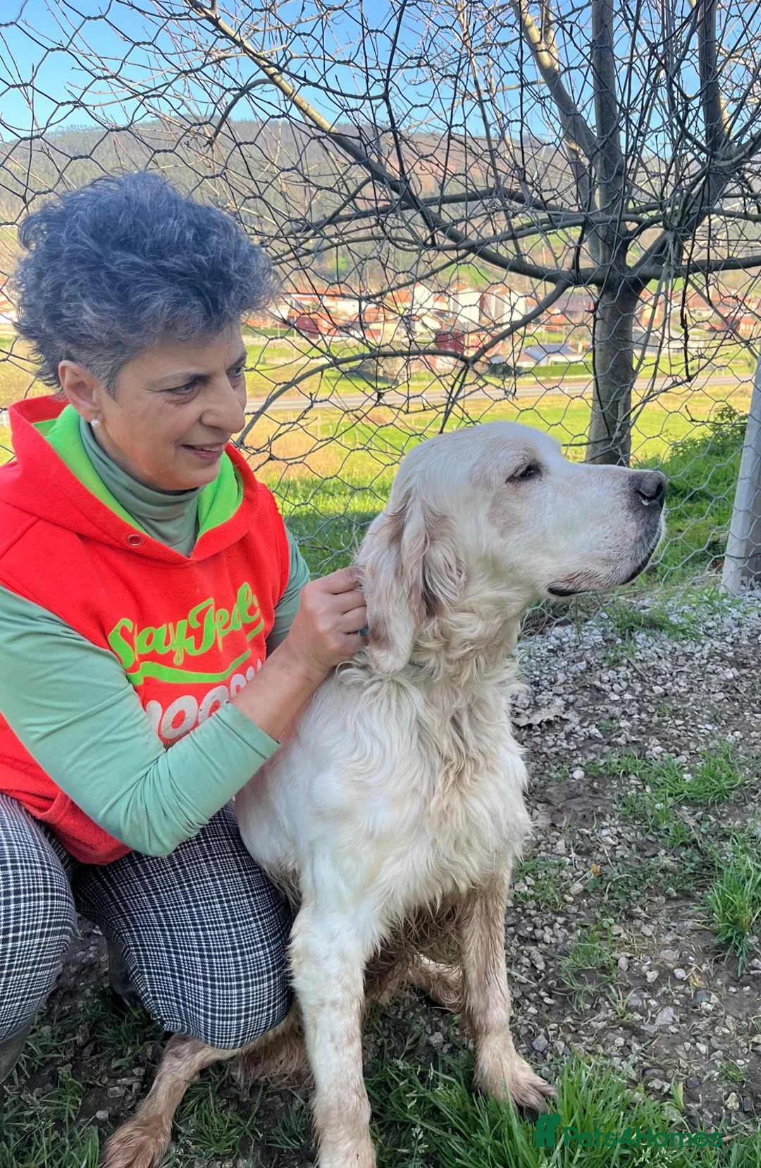 English Setter dogs for adoption: Cholo in Tonypandy - Advert 1